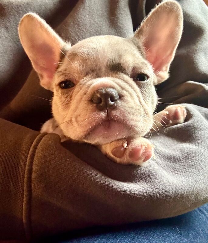 Husky Koi French Bulldog Puppies - Image 14 of 15