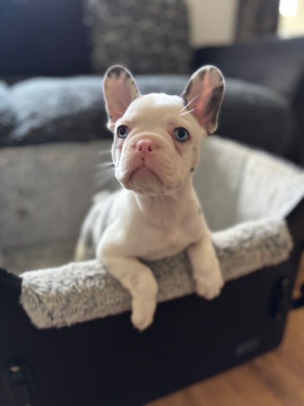 Husky Koi French Bulldog Puppies - Image 15 of 15