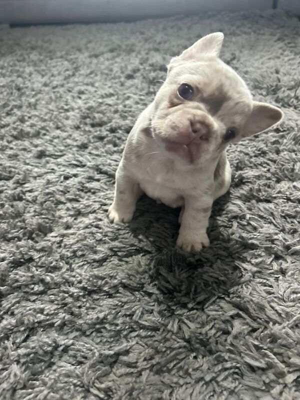 incredible frenchies for sale