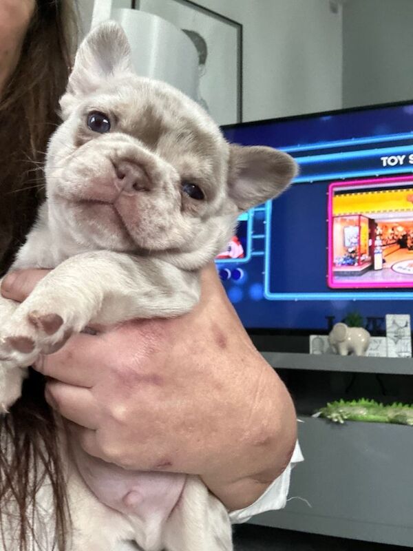 incredible frenchies for sale - Image 2 of 4