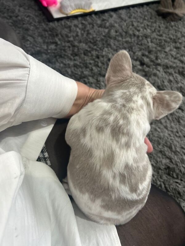 incredible frenchies for sale - Image 3 of 4