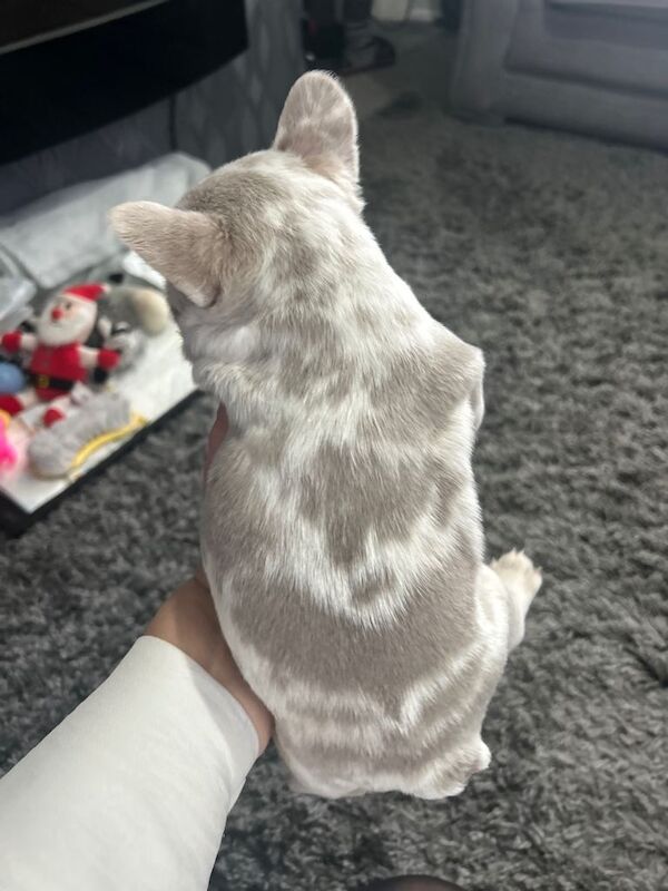 incredible frenchies for sale - Image 4 of 4