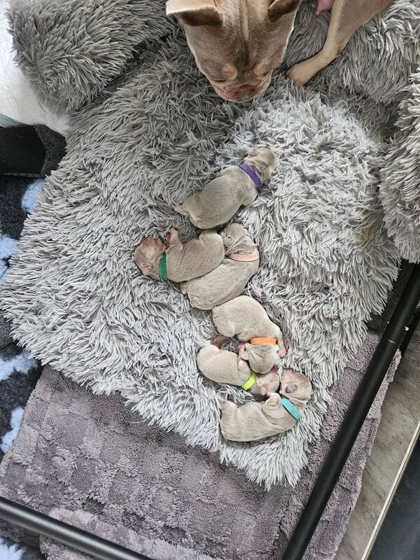 French Bulldog puppies for sale in Johnstone, Renfrewshire – KC registered, 1 week old