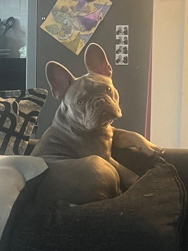 French Bulldog puppies for sale in Taunton, Somerset – 1 year old - Image 3 of 3