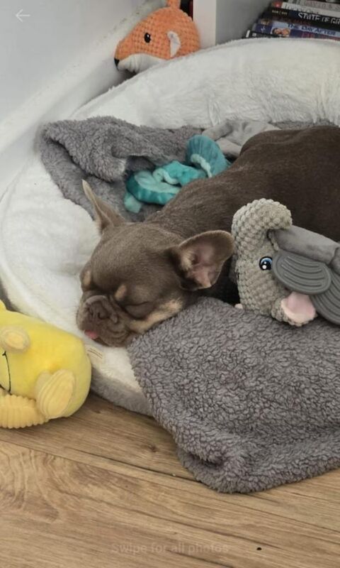Isabella lilac frenchie bull dog