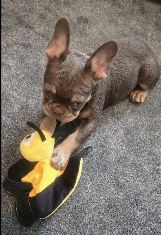 Isabella lilac frenchie bull dog - Image 2 of 4