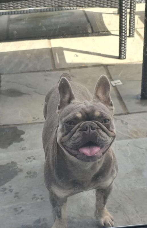 Isabella lilac frenchie bull dog - Image 3 of 4