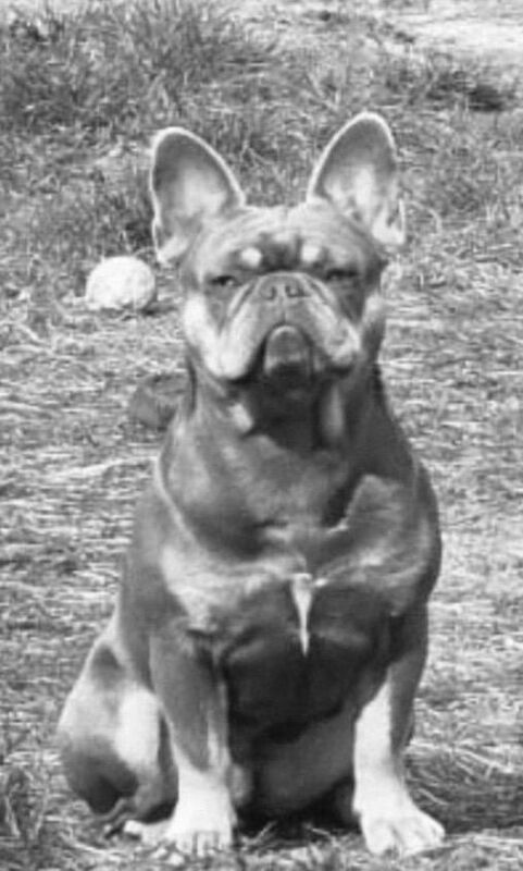 Isabella lilac frenchie bull dog - Image 4 of 4