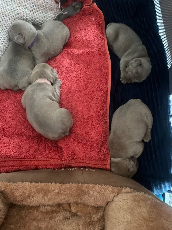 French Bulldog puppies for sale in Rosyth, Fife – KC registered, 5 weeks old - Image 2 of 3