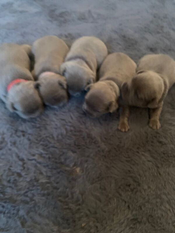 French Bulldog puppies for sale in Rosyth, Fife – KC registered, 5 weeks old - Image 3 of 3