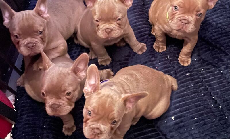 French Bulldog puppies for sale in Dunfermline, Fife – 3 months old