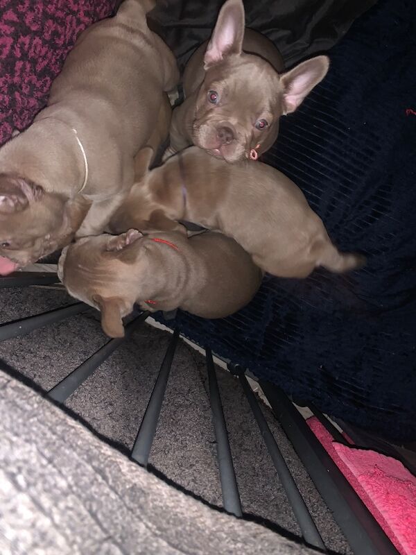 Isabella / tan French bull dogs - Image 2 of 3