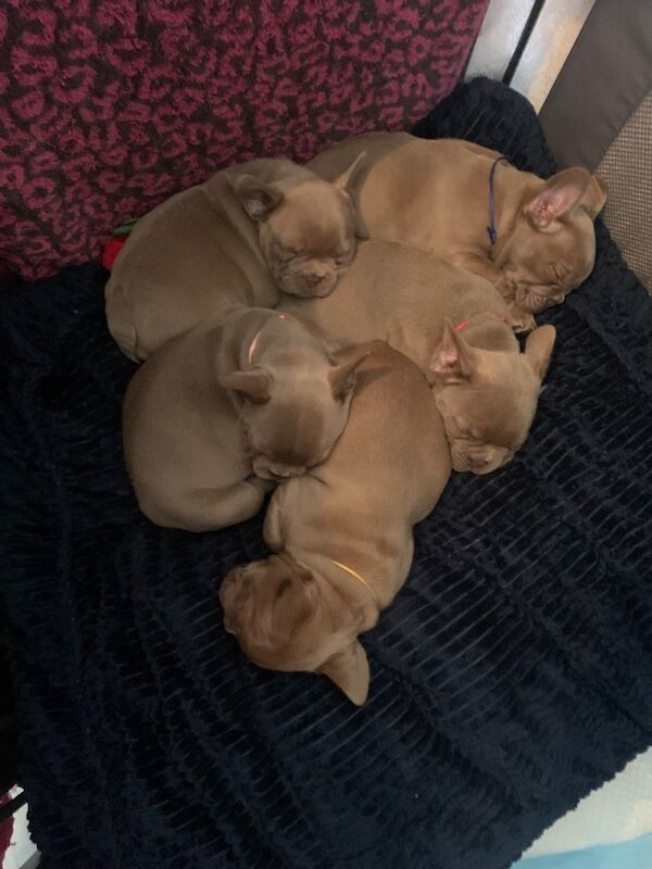 Isabella / tan French bull dogs - Image 3 of 3