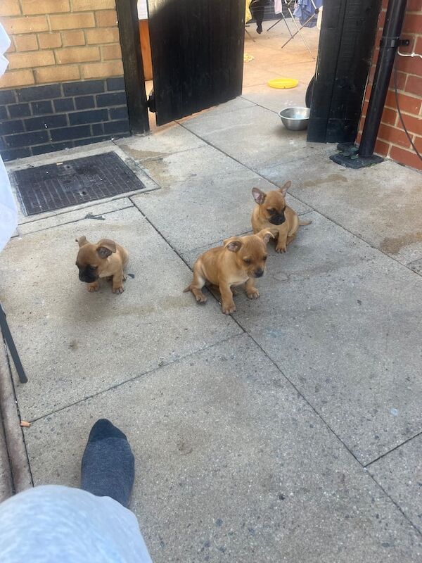 French Bulldog puppies for sale in London – 9 weeks old