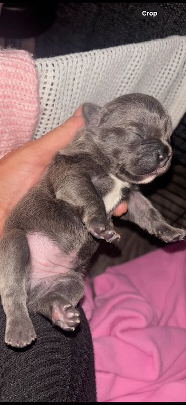 French Bulldog puppies for sale in Buckley, Greater Manchester – 2 weeks old