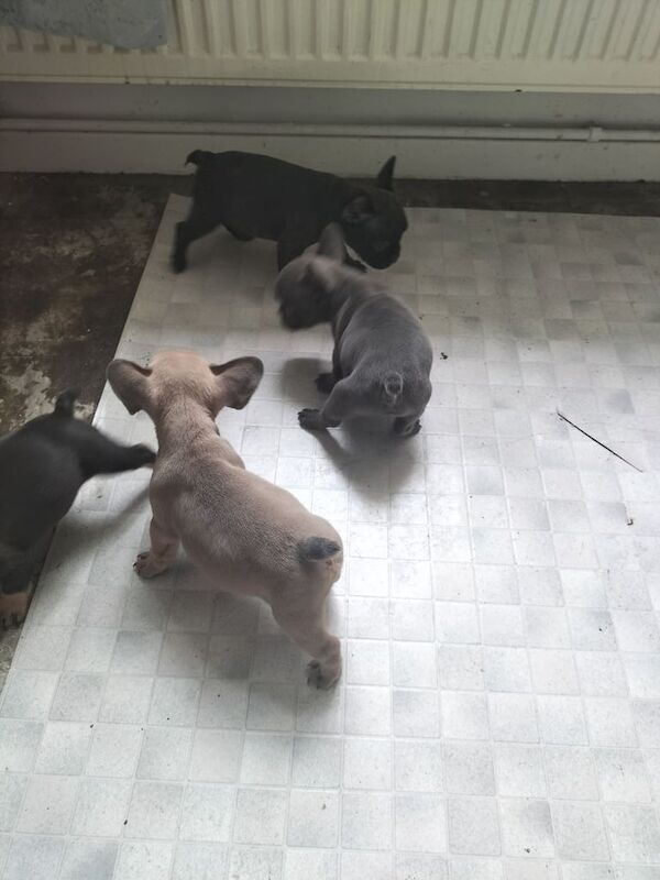French Bulldog puppies for sale in South Kensington, Greater London – 6 weeks old