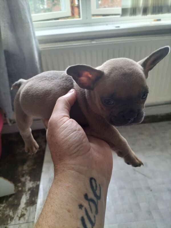 French Bulldog puppies for sale in South Kensington, Greater London – 6 weeks old - Image 2 of 3