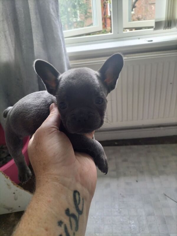 French Bulldog puppies for sale in South Kensington, Greater London – 6 weeks old - Image 3 of 3