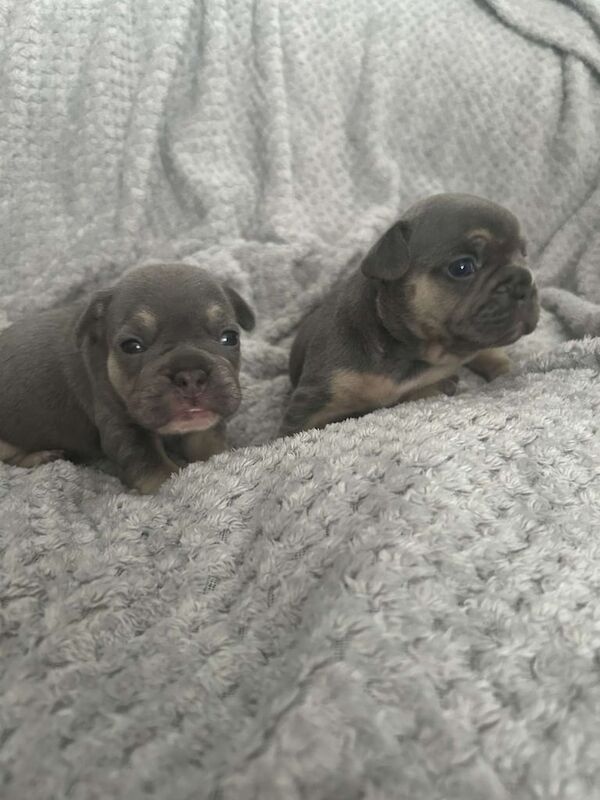 French Bulldog puppies for sale in Sunderland, Tyne and Wear – 3 weeks old