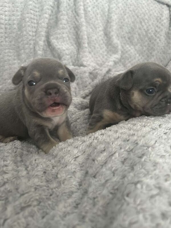 French Bulldog puppies for sale in Sunderland, Tyne and Wear – 3 weeks old - Image 2 of 3
