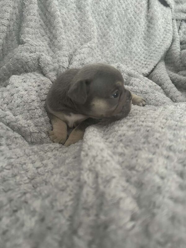 French Bulldog puppies for sale in Sunderland, Tyne and Wear – 3 weeks old - Image 3 of 3