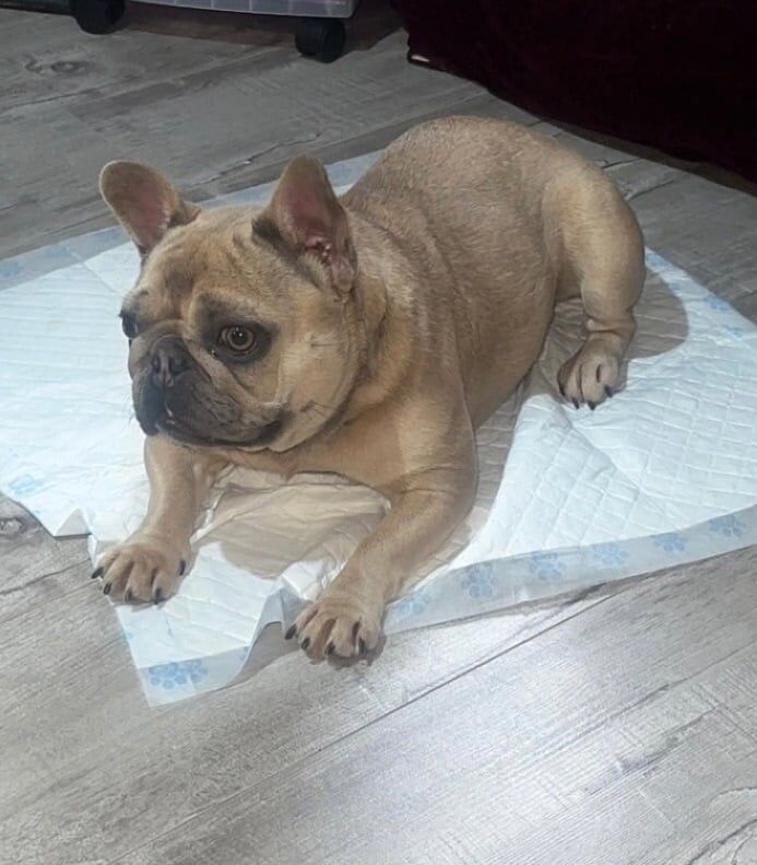 Kc French bulldog - Image 2 of 3