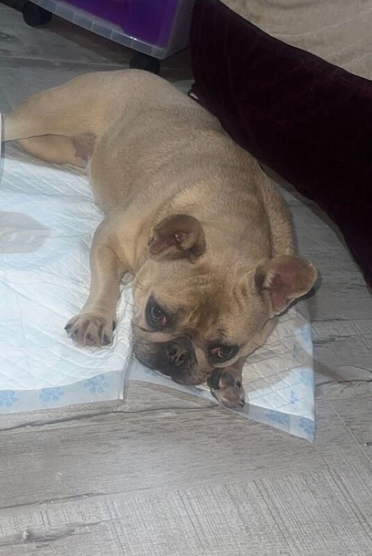 Kc French bulldog - Image 3 of 3