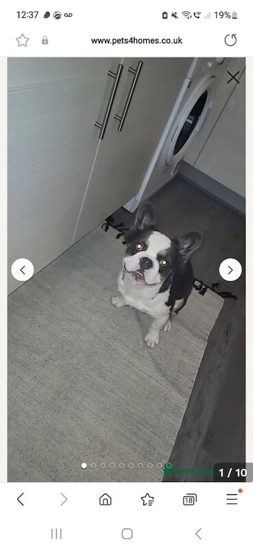 French Bulldog puppies for sale in London – KC registered, 10 months old