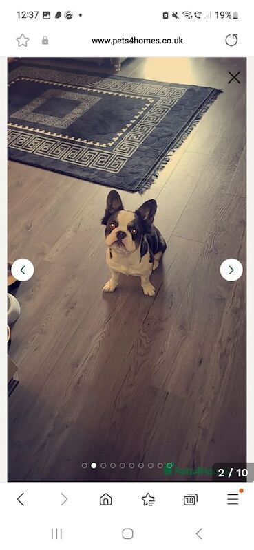 French Bulldog puppies for sale in London – KC registered, 10 months old - Image 2 of 3