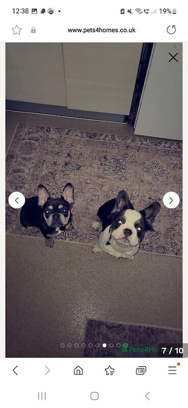French Bulldog puppies for sale in London – KC registered, 10 months old - Image 3 of 3
