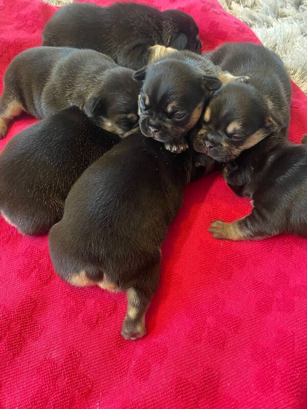 Kc French Bulldog 6 girls 1 boy