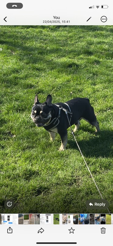 Kc French Bulldog 6 girls 1 boy - Image 2 of 3