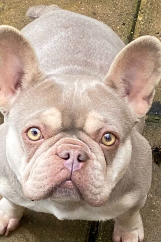 Kc French Bulldog 6 girls 1 boy - Image 3 of 3