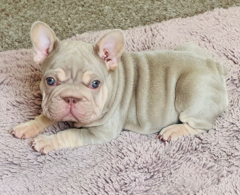 Frenchie Puppies For Sale