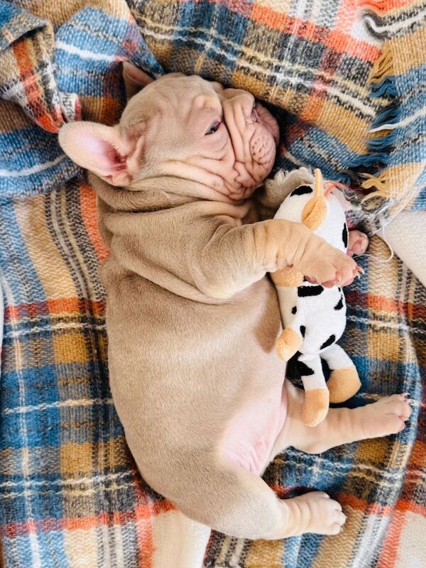 Kc French Bulldog - Image 2 of 2