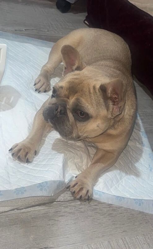 Kc French bulldog female - Image 2 of 3