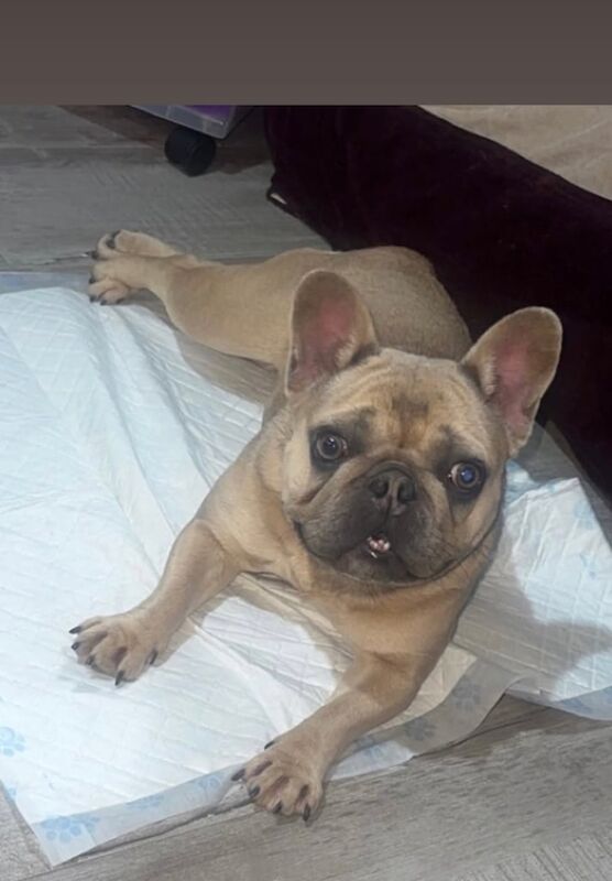 Kc French bulldog female - Image 3 of 3