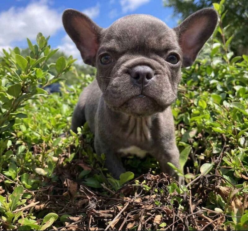 KC - French Bulldog-Last One