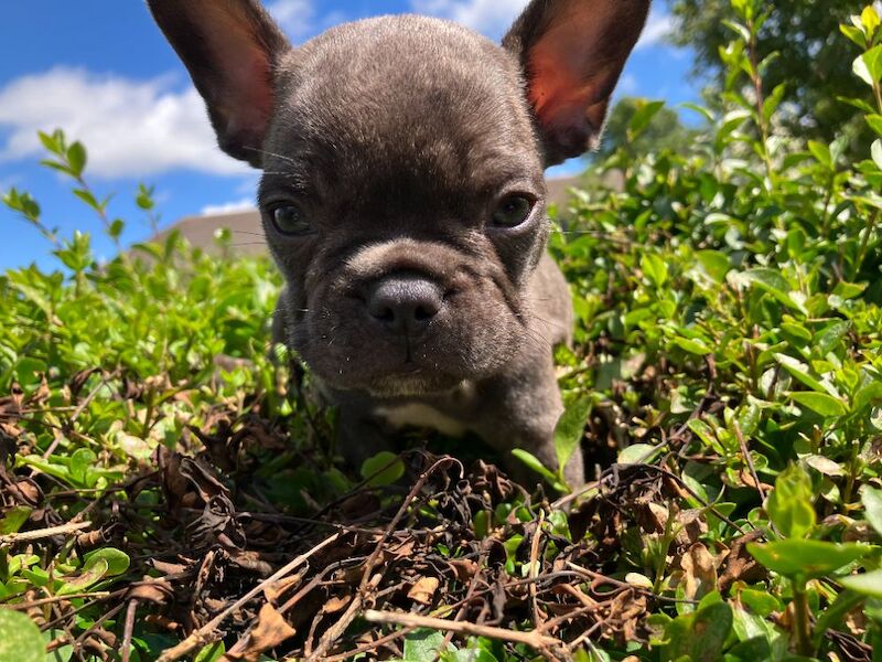 KC - French Bulldog-Last One - Image 2 of 8