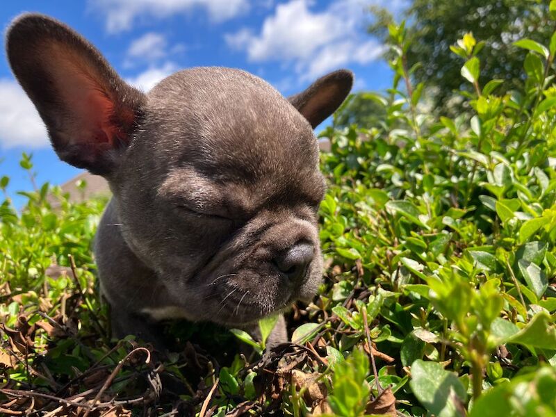 KC - French Bulldog-Last One - Image 3 of 8