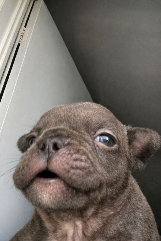 KC - French Bulldog-Last One - Image 4 of 8