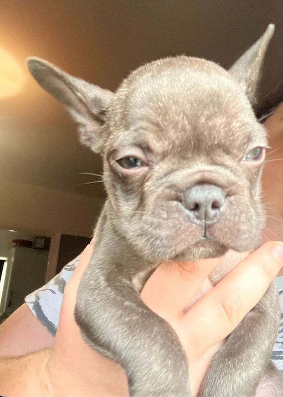 KC - French Bulldog-Last One - Image 5 of 8