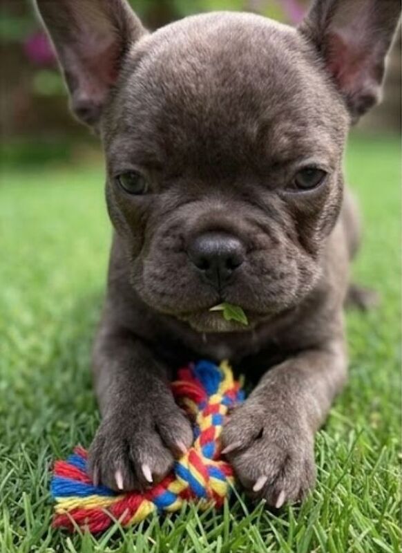 KC - French Bulldog-Last One - Image 6 of 8
