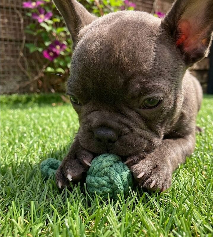 KC - French Bulldog-Last One - Image 8 of 8