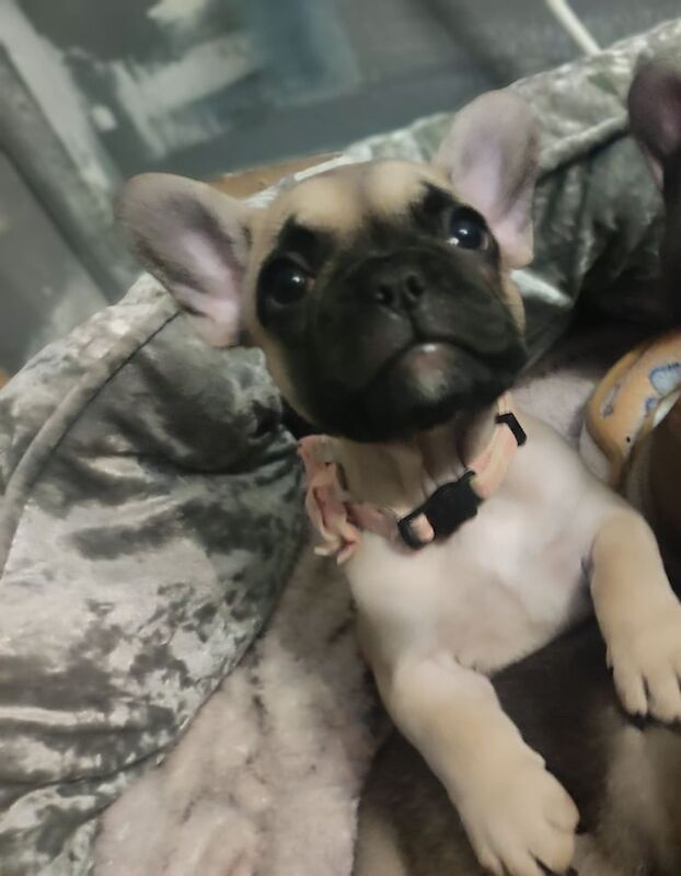 French bulldog 6th generation - Image 2 of 4