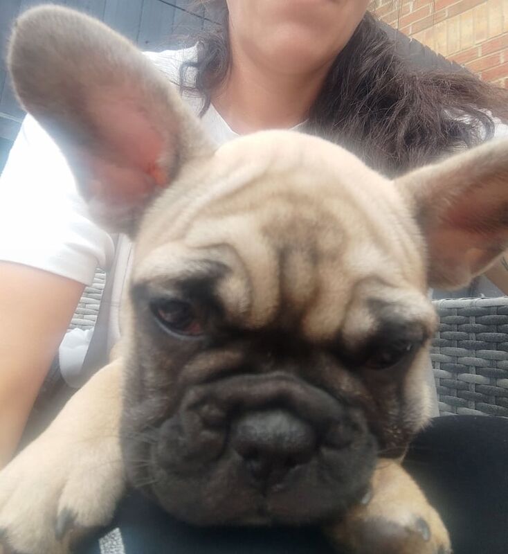 French bulldog 6th generation - Image 3 of 4