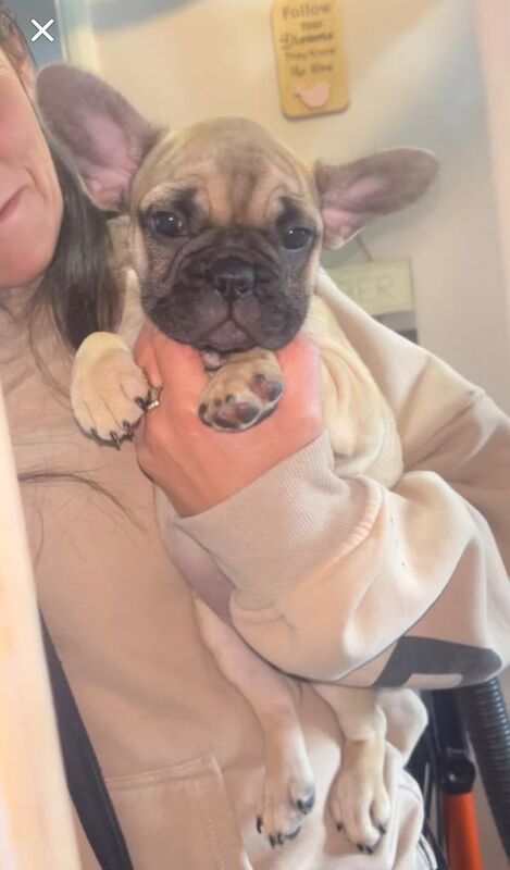 French bulldog 6th generation - Image 4 of 4