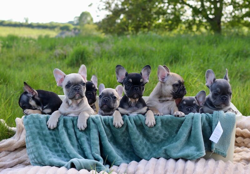 KC French Bulldog Puppies Lilac, Black Tan, Fawn