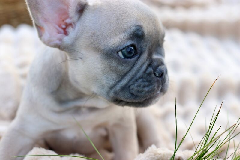 KC French Bulldog Puppies Lilac, Black Tan, Fawn - Image 2 of 15