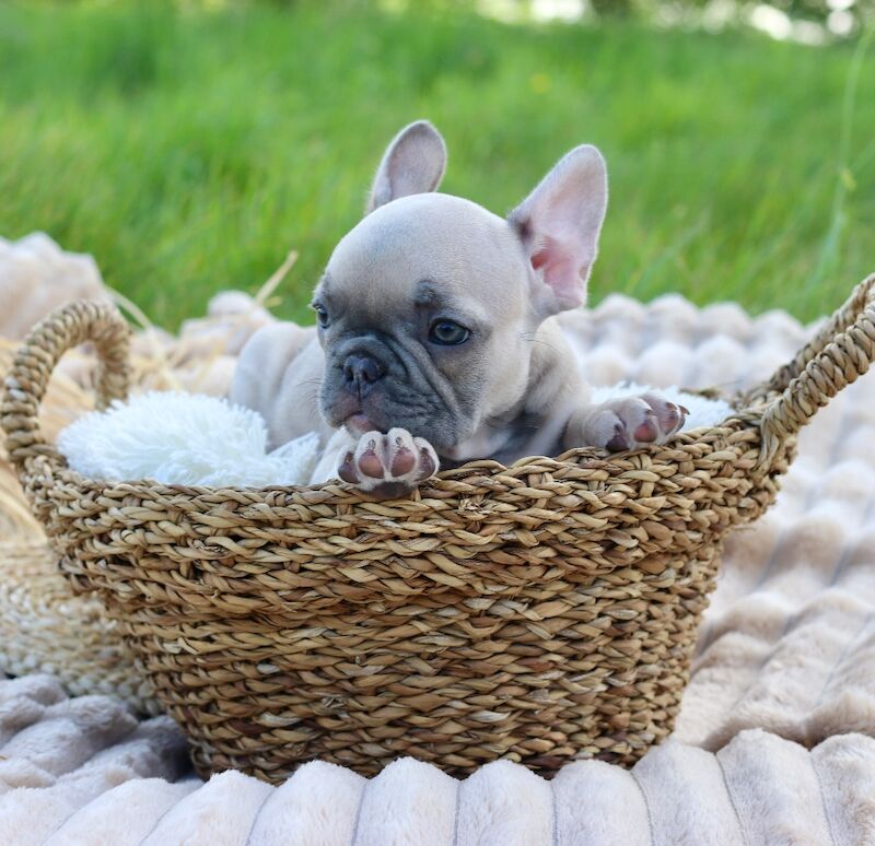 KC French Bulldog Puppies Lilac, Black Tan, Fawn - Image 3 of 15
